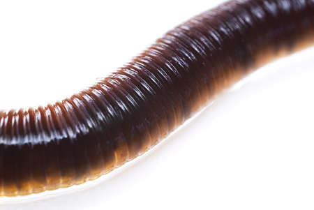 Close-up of a brown worm isolated on a white background.の写真素材