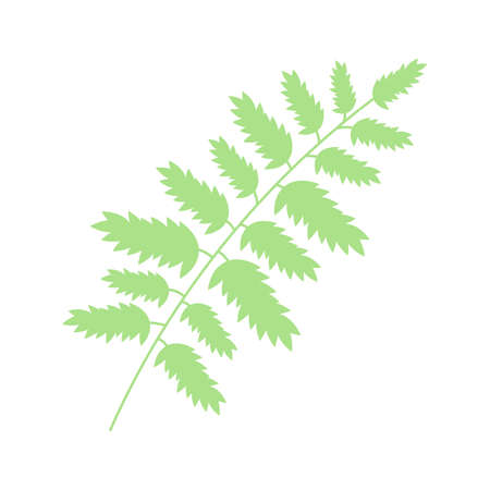 Green leaf, herbal element. Stock vector illustration isolated on white background. Can be used as an isolated sign, symbol, icon, for organic products. Spring botanical plant vector flat illustrationのイラスト素材