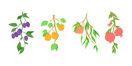 Set of fruit branches. Decoration for kitchen design, food packaging, vector flat food illustration, fruit tree. Hand drawn fruits hanging on branch with leaves - plum, apricot, peach and pomegranate.のイラスト素材