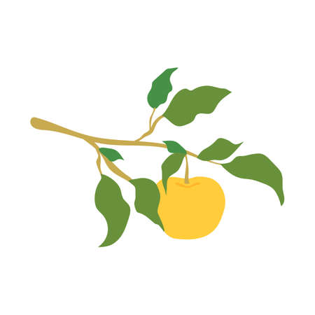 Fruit apple branch, illustration isolated on white background. Kitchen design decoration, food packaging, flat food illustration, vector fruit tree. Hand drawn apple hanging on branch with leaves.のイラスト素材