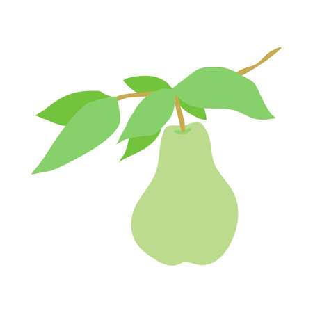 Fruit pear branch. Hand drawn pear hanging on branch with leaves. Stock vector illustration isolated on white background. Kitchen design decoration, food packaging, flat food illustration, fruit tree.のイラスト素材