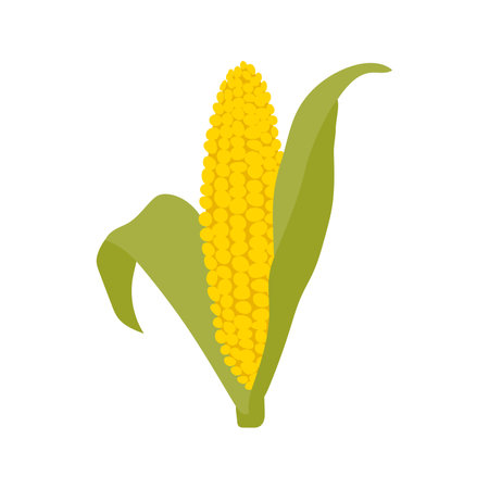 Corn cob maize illustration. Thanksgiving autumnal decorative element. Flat vector corncob illustration, isolated on white background. Happy Thanks giving day.のイラスト素材