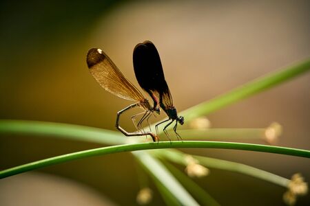 Dragonflies mating on a leafの写真素材