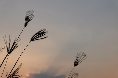 Beautiful silhouette of grass flower on sunset at twilight time backgroundの写真素材