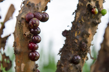 Jabuticabas on the branch