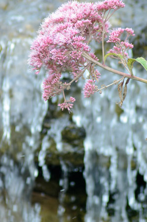 Close up of pink flowers growing through a waterfall