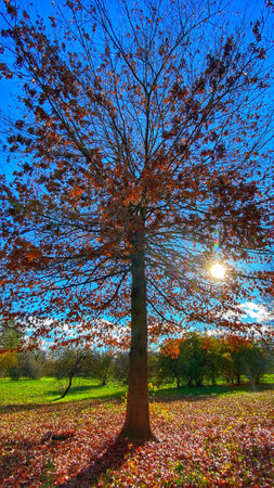 Red foliageの写真素材