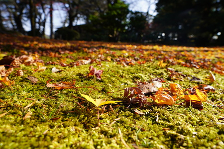 maple leaves on fieldの写真素材