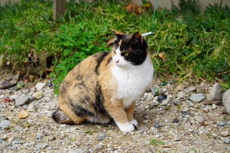 cutie catの写真素材