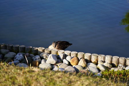 seagull at riverの写真素材