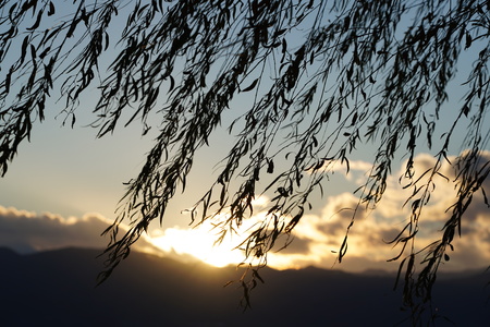 tree leaves under sunsetの写真素材