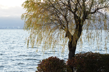 tree beside the lakeの写真素材