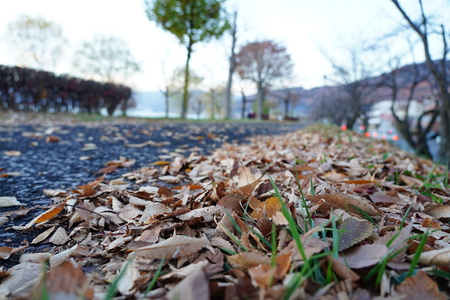 dried leaves at roadsideの写真素材