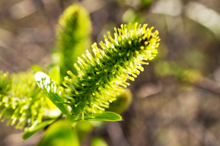 Fluffy green willow bud close up on a blurred natural background. Copy space, spring plant growth