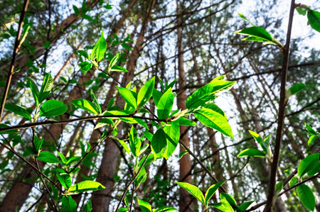 Spring background and first fresh green leaves on tree twig close-up on natural background