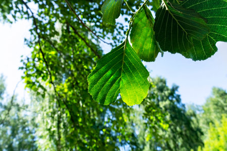 Spring bright background with a branch and green leaves of linden close-up on a background of blue...