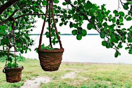potted plant hanging on a tree branch against the backdrop of a lake in the garden. Hand made ceramic pot, gardening and greenery eco concept, spring plant growthの写真素材