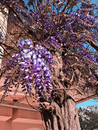 Spring flowering purple wisteria tree growing on the background of the house, Blossom plantsの写真素材
