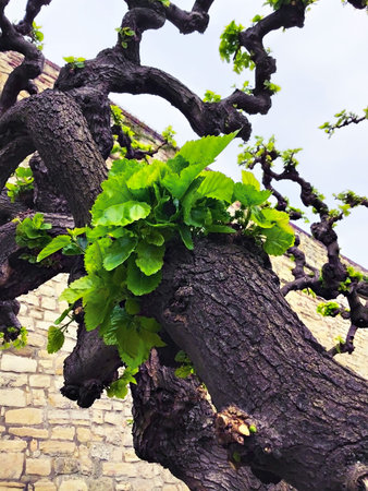 A tree trunk with the first spring green leaves close-up and curved branches against a brick wall...