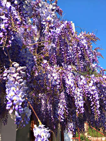 Spring flowering purple wisteria tree growing on the background of the house, Blossom plants, flowers close-upの写真素材