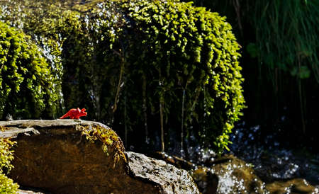 toy of red dinosaur on stone among mountain vegetation of streams. A humorous concept about return of dinosaurs to period of global warmingの写真素材