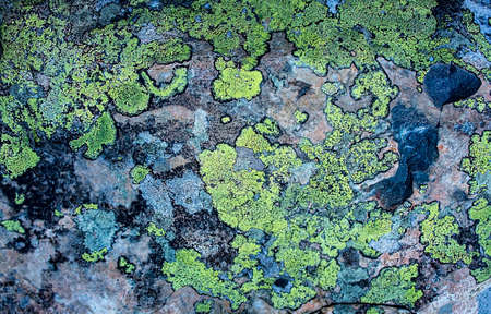 Abstract background, texture of mountain stone in green lichens, copy spaceの写真素材
