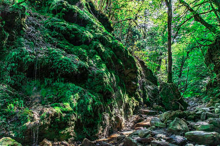 Mountain stream with stones in moss, green vegetation, forest. Scenery. Caucasus mountainsの写真素材