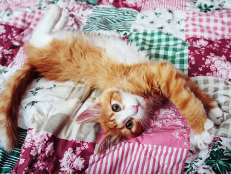 Ginger white fluffy kitten with pink nose stretching on a colored pink-green blanket in bed