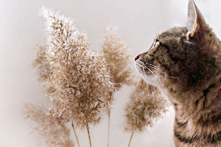 mackerel tabby cat near dry fluffy reed twigs, selective focus, neutral palette, Abstract natural background. Phragmites australis, cane seeds, beige color. Color trends Set Sail Champagneの写真素材