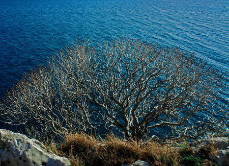 Dry branched tree on a background of blue sea. Adriatic sea