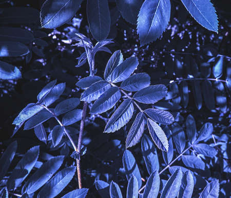 Blue violet sprig of rowan, abstract vegetative background with copy space. Wallpaper, close-up, selective focus, poster designの写真素材