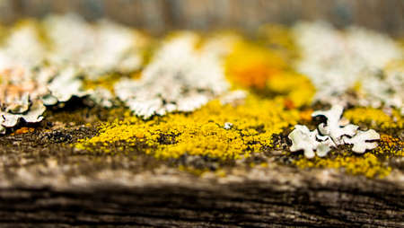 Old wood with multicolored lichens close up. selective focus. Textureの写真素材