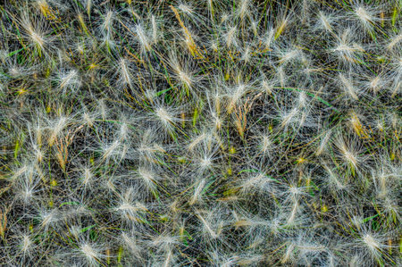 Abstract autumn floral background from dry barley grass. Barley spikelet pattern, wallpaper, copy space, botanyの写真素材