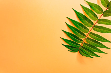 Green leafy twig on a light orange background and space for text. Banner, Peach colorの写真素材