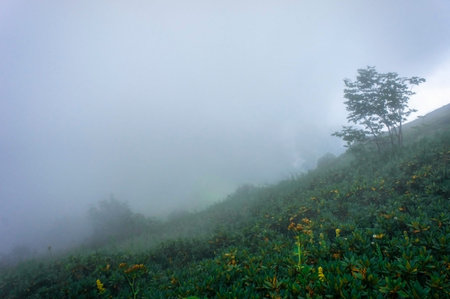Mountain landscape with thickets of rhododendron in the Caucasus mountains in the fog, Aibga ridge...