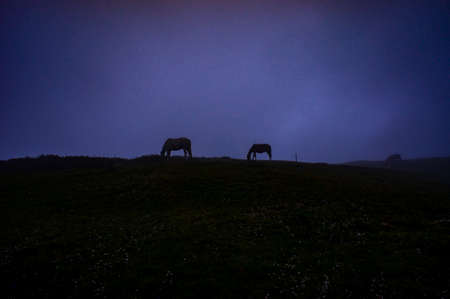 Horses eat grass in the mountains in the evening in a thick blue fog.の写真素材