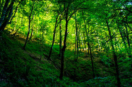 Green forest with sparse trees in the evening light and shade. Landscape. Postcardの写真素材