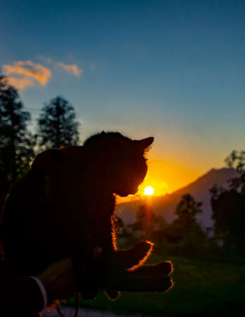 Black cat walks with a man in the mountains at sunset. A black cat walks with a man in the mountains at sunset. Love and care for petsの写真素材
