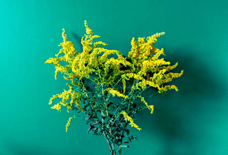 bouquet of dry mimosa flowers on a blue-green background. Yellow dried flowers, still life, turquoise backgroundの写真素材