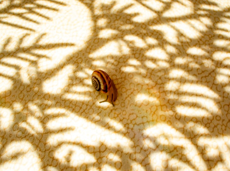 Grape snail crawls on a light table among the shadows of a patterned plant branch in the sun's rays. Abstract light background and copy spaceの写真素材