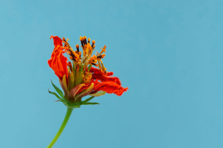 Orange dry flower close-up with yellow stamens on a blue background. Copy space. Selective focus....