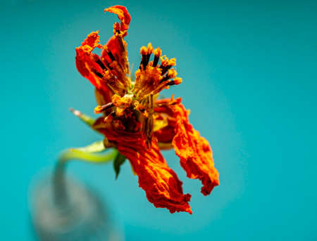 Orange dry flower close-up with yellow stamens on a blue background. Copy space. Selective focus. Autumn dried flower. Poster design. Minimalistic conceptの写真素材