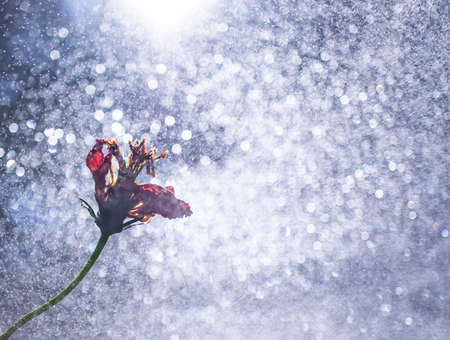 Shiny blurred blue bokeh background with red flower. Selective focus. Abstract background. Copy space, poster designの写真素材