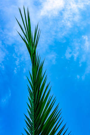 Palm leaf against a cloudy blue sky, vertical. Summer natural background, copy spaceの写真素材