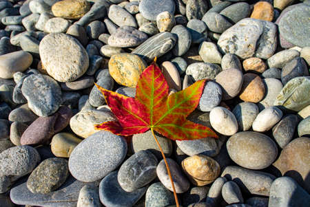 bright fallen maple leaf against a background of gray pebble stonesの写真素材