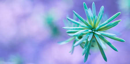 Young larch twig with needles on a purple bokeh background. Needles of larch close-up. Macro. Christmas lights background. Copy space for text.の写真素材