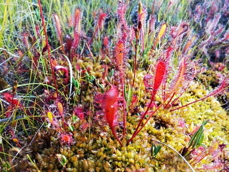 carnivorous plant Drosera anglica, English sundew or great sundew in dew drops growing in the bogs of northern taiga. Close-up, selective focusの写真素材