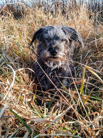 Gray shaggy bearded dog resting on dry grass close-up. Walking the dog in autumn. Autumn palette