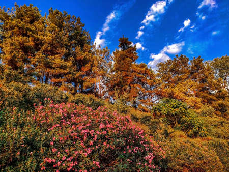 Bright autumn trees and bushes in the evening light and blue cloudy sky. Autumn landscapeの写真素材