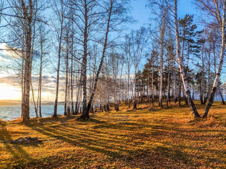 Autumn landscape with birch trees and yellow leaves against the blue sky. Fall season. Mobile photoの写真素材